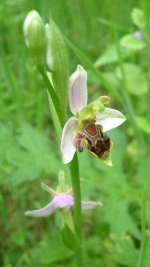 Bee Orchid.jpg