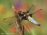 dragonfly_15jun06_1117crp1_t450.jpg