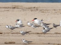 CaspianTern.jpg