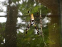 spider1 006 resize.jpg