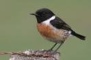 stonechat.jpg