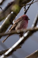 IMG_2013-04-24_8760_Rosefinch spp_Four Sisters Viewpoint_Rilong.jpg