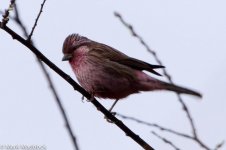 IMG_2013-04-24_8772_Rosefinch spp_Four Sisters Viewpoint_Rilong.jpg