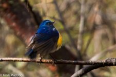 IMG_2013-04-24_8763_Himalayan Bluetail_Four Sisters Viewpoint_Rilong.jpg