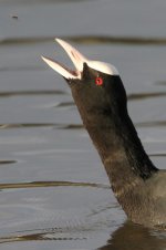 2013_04_19_Coot (3) (533x800).jpg