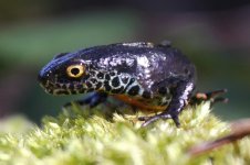 2013_04_20_Alpine_Newt (6) (800x533).jpg