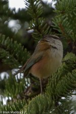 IMG_2013-04-24_8786_Crested Tit-warbler_Four Sisters Viewpoint_Rilong.jpg