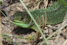 2013_04_21_Green_Lizard (4) (800x533).jpg