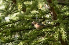 IMG_2013-04-24_8793_Crested Tit-warbler_Four Sisters Viewpoint_Rilong.jpg