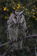 2013_04_22_Long_eared_Owl (1) (533x800).jpg