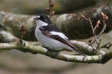 2013_04_27_Pied_Flycatcher (2) (800x533).jpg