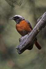 2013_05_05_Redstart (533x800).jpg