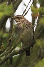 2013_05_18_Dusky_Thrush (7) (533x800).jpg