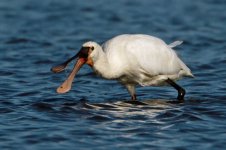 2013_06_02 (15)_Spoonbill (800x533).jpg