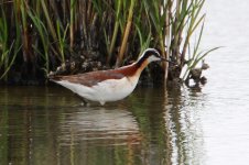 2013_06_23_Wilsons_Phalarope (8) (800x533).jpg