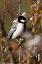 IMG_2013-04-25_8854_'Great Tit'_Mengbi Pass.jpg