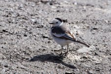 IMG_2013-04-25_8856_White Wagtail_personata_Mengbi Pass.jpg