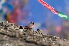 IMG_2013-04-25_8876_Chinese Beautiful Rosefinch_Mengbi Pass.jpg