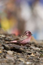 IMG_2013-04-25_8887_Chinese Beautiful Rosefinch_Mengbi Pass.jpg