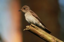 2013_07_06 (15)_Spotted_Flycatcher (800x533).jpg