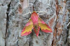 2013_07_06 (16)_Small_Elephant_Hawkmoth (800x533).jpg