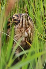 2013_07_12 (14)_Bittern (533x800).jpg