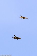 IMG_2013-04-25_8902_Crested Goshawk_Mengbi Pass.jpg