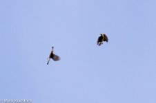 IMG_2013-04-25_8904_Crested Goshawk_Mengbi Pass.jpg