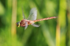 2013_07_12 (37)_Norfolk_Hawker (800x533).jpg