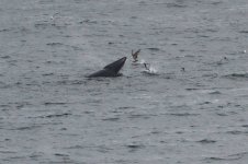 2013_07_20 (3)_Minke_Whale (800x533).jpg