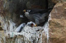 2013_07_20 (17)_Peregrine (800x533).jpg