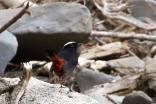 IMG_2013-04-25_8951_02_White-capped Redstart_Mengbi Pass.jpg