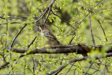 IMG_2013-04-25_8956_Chinese Song Thrush_Mengbi Pass.jpg