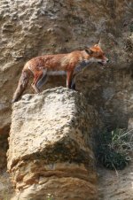 2013_07_21 (19)_Red_Fox (533x800).jpg