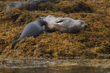 2013_07_29 (1) Common Seal (800x533).jpg