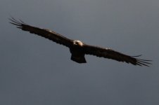 2013_07_30 (10) Golden Eagle (800x533).jpg