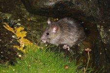 2013_08_01 (37) Black Rat (800x533).jpg