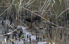 Eastern Water Rail 2.jpg