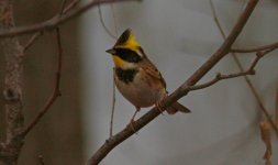 Yellow-throated Bunting.jpg