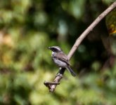 grey bush chat (1 of 1).jpg