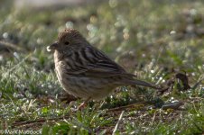 IMG_2013-04-26_8975_Rosefinch spp_Barkam to Hongyuan.jpg