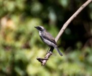 grey bush chat (1 of 1)-2.jpg