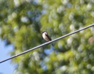 common stonechat (1 of 1).jpg