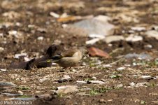 IMG_2013-04-26_9021_Grey-capped Greenfinch_Monastery_Barkam to Hongyuan.jpg