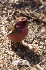 IMG_2013-04-26_9046_Chinese White-browed Rosefinch_Monastery_Barkam to Hongyuan.jpg