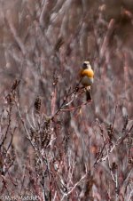 IMG_2013-04-26_9076_Robin Accentor_Barkam to Hongyuan.jpg