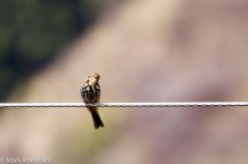 IMG_2013-04-26_9092_Pipit spp_Barkam to Hongyuan.jpg