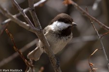 IMG_2013-04-26_9102_Sichuan Tit_Barkam to Hongyuan.jpg