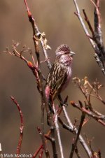 IMG_2013-04-26_9207_02_Chinese Beautiful Rosefinch_Barkam to Hongyuan.jpg