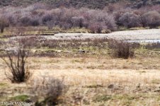 IMG_2013-04-26_9245_Black-necked Crane_Barkam to Hongyuan.jpg